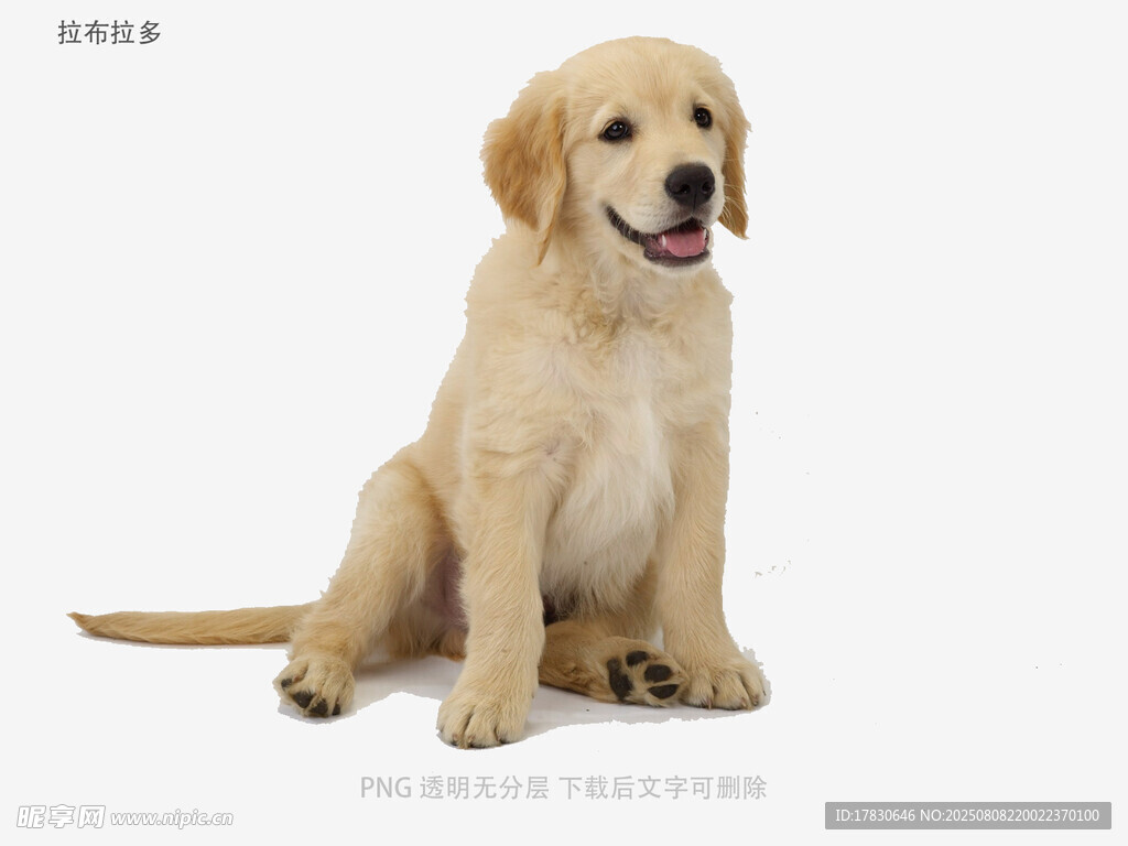 拉布拉多