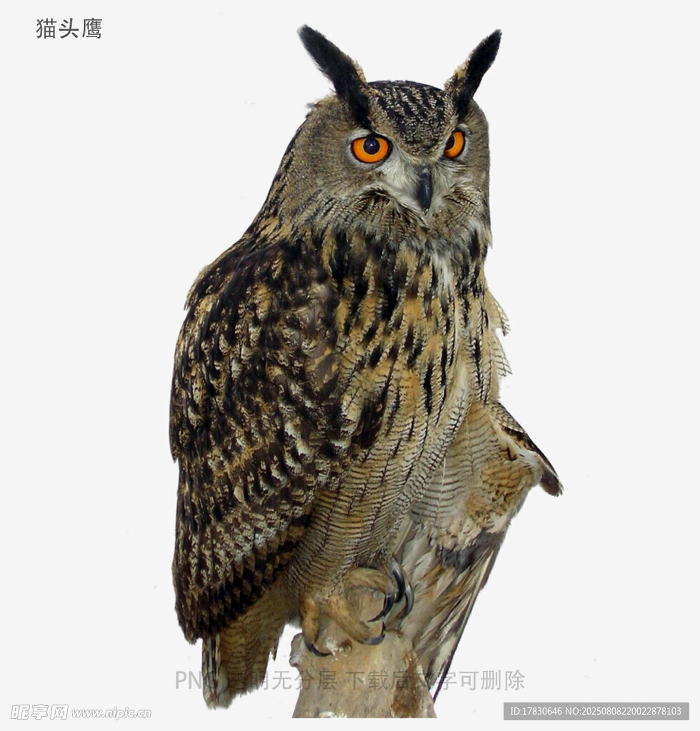 猫头鹰