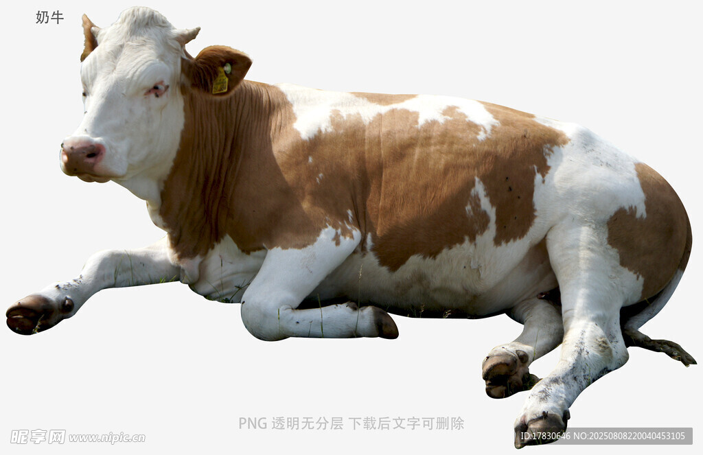 奶牛
