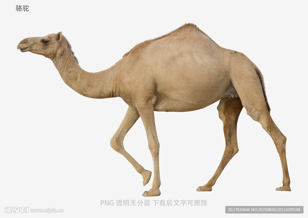 骆驼