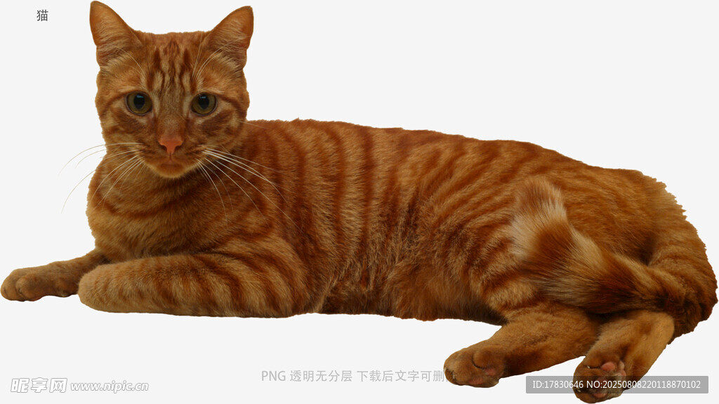 猫