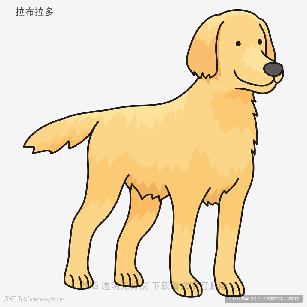 拉布拉多