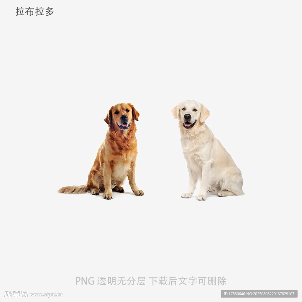 拉布拉多
