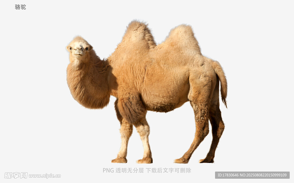 骆驼