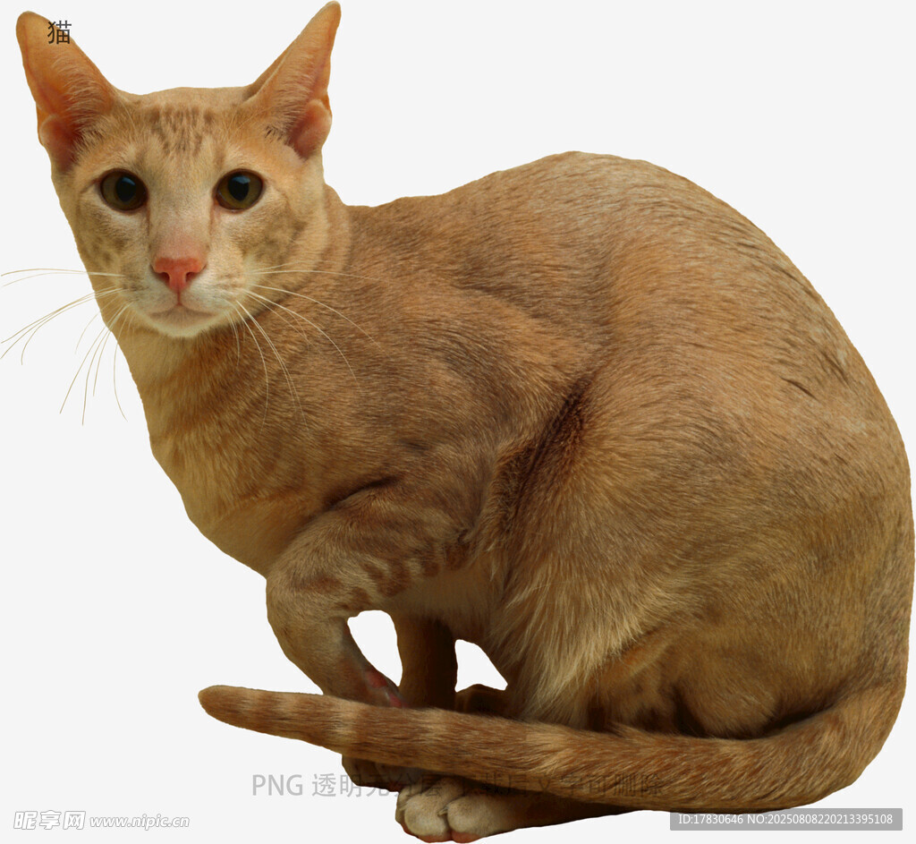 猫