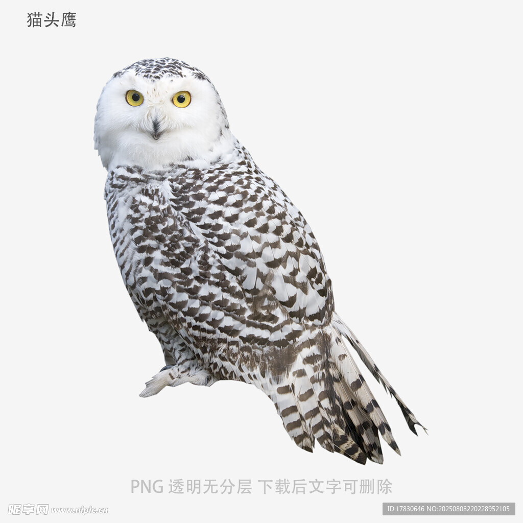 猫头鹰