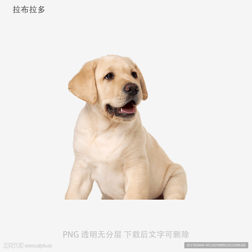 拉布拉多