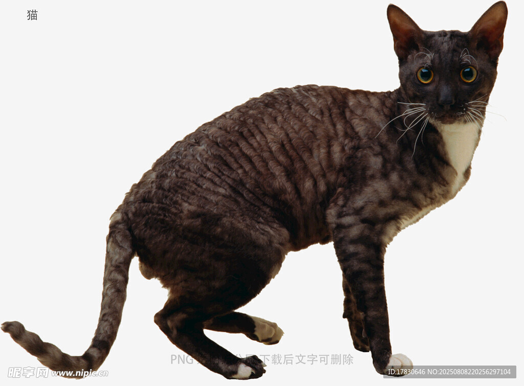 猫