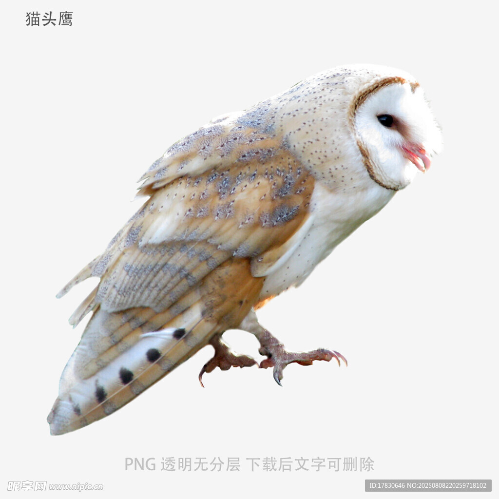 猫头鹰