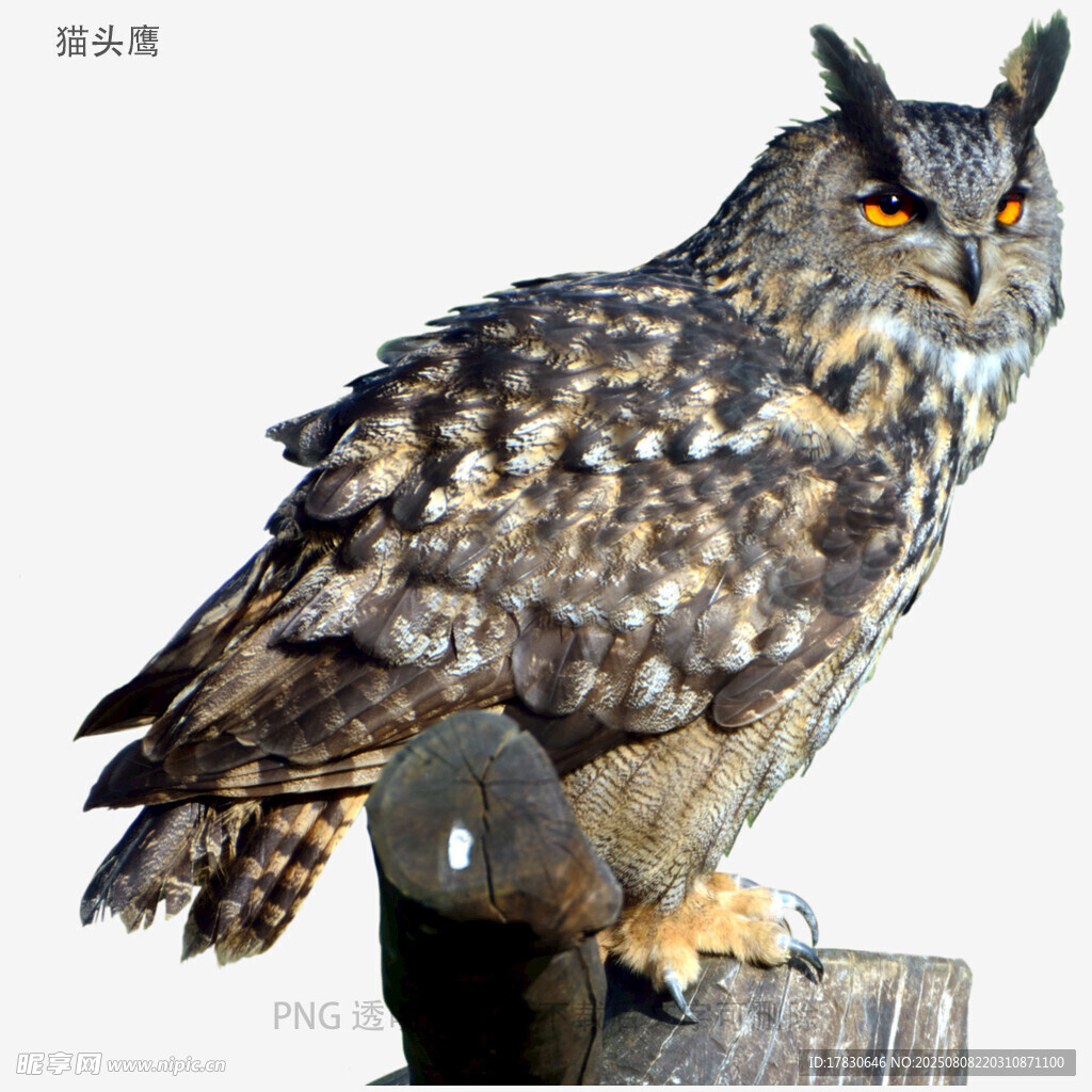 猫头鹰