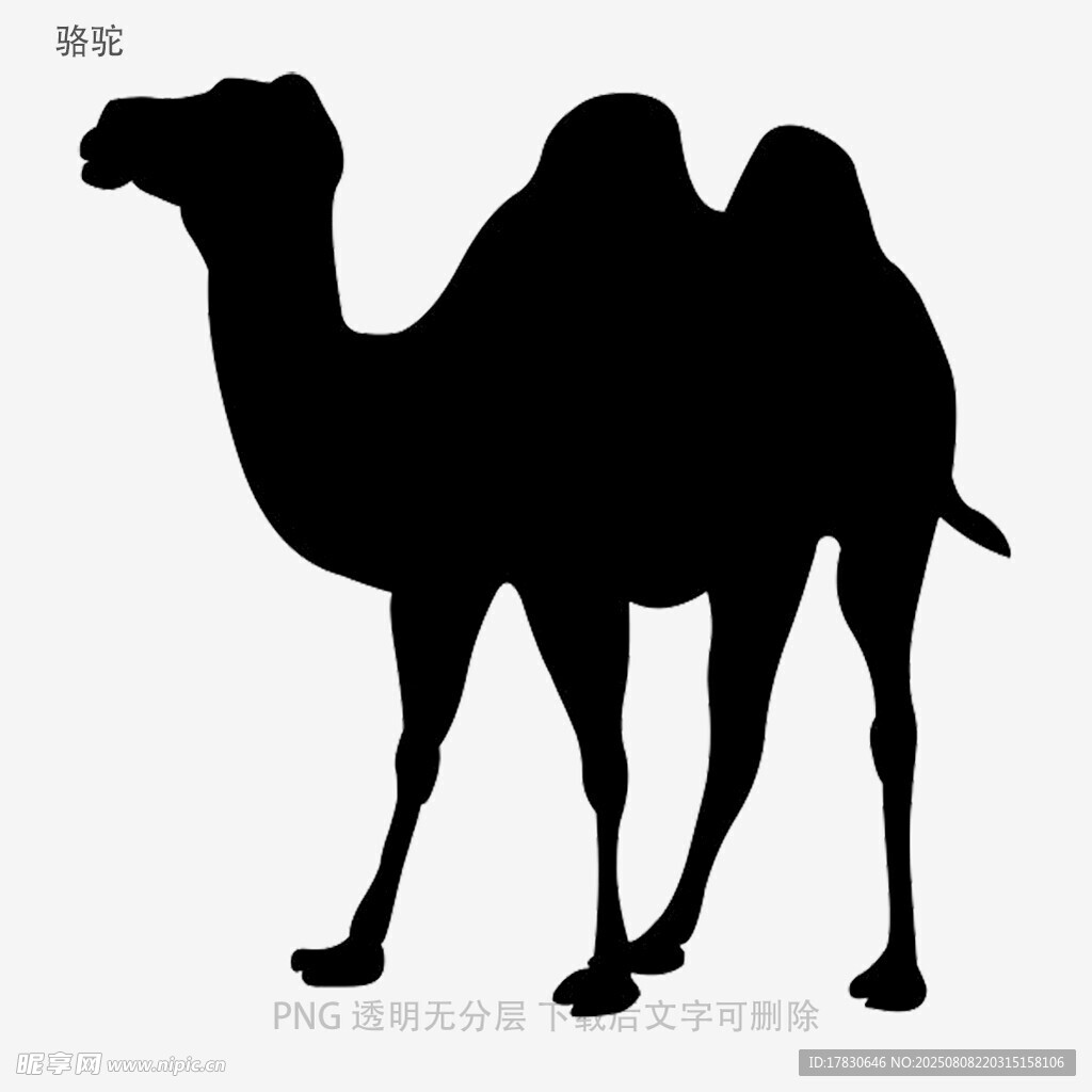 骆驼