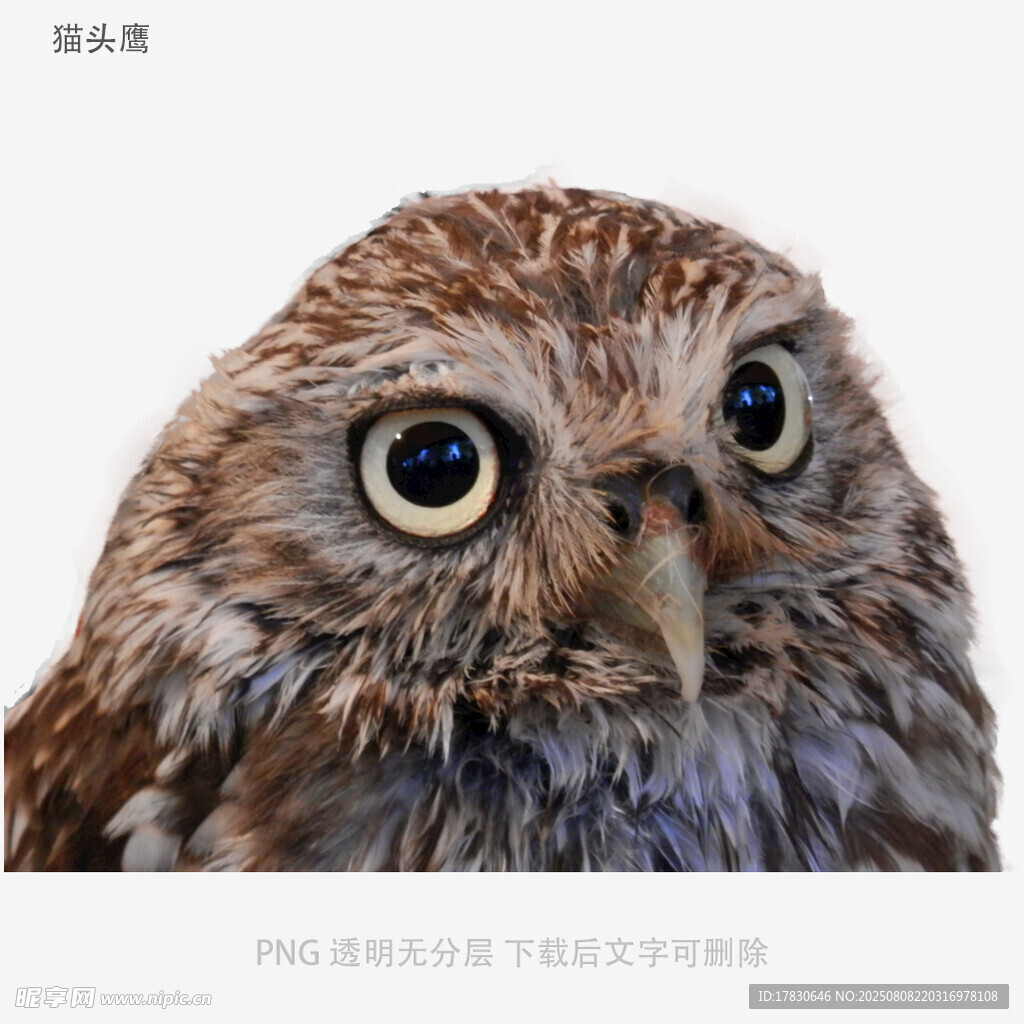 猫头鹰