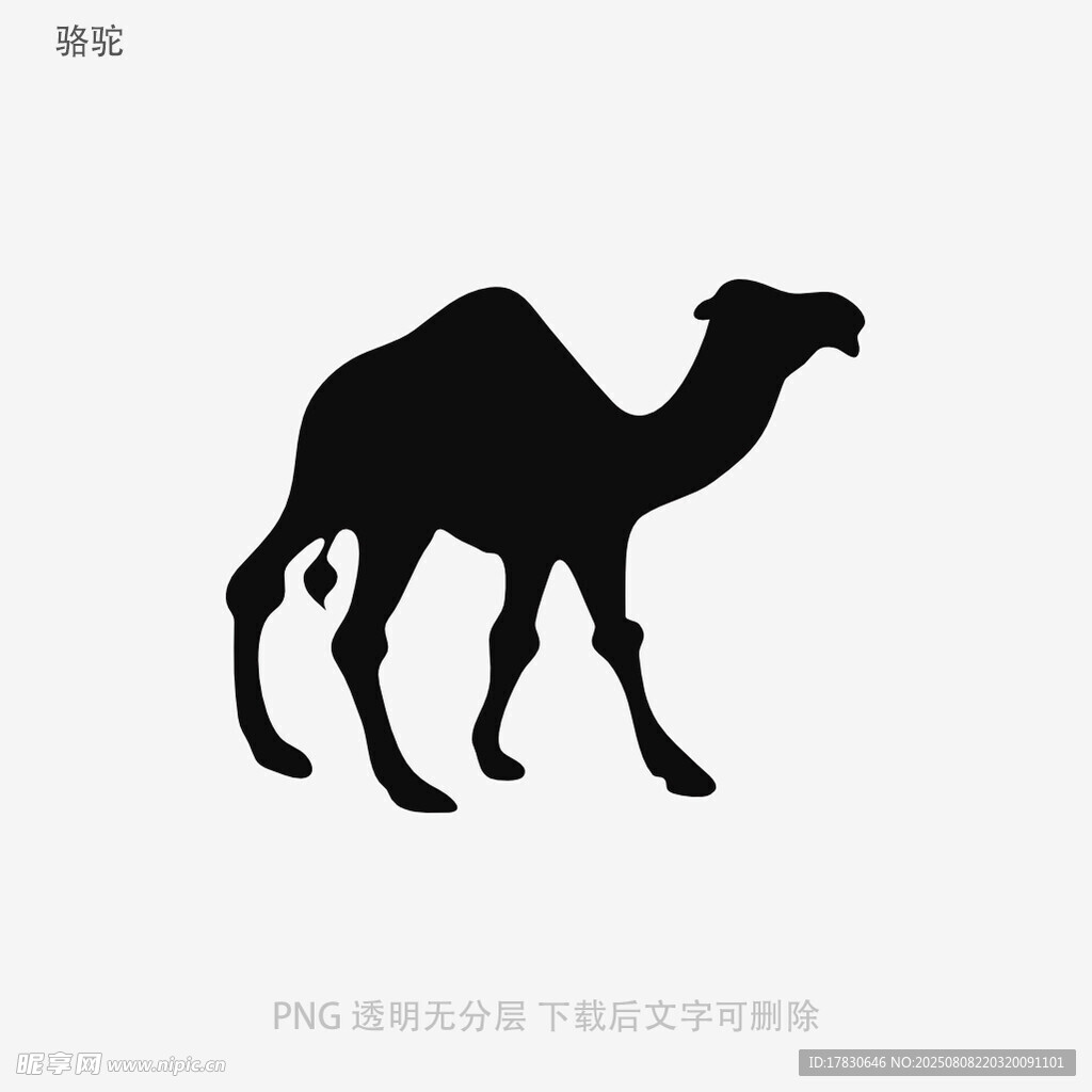 骆驼