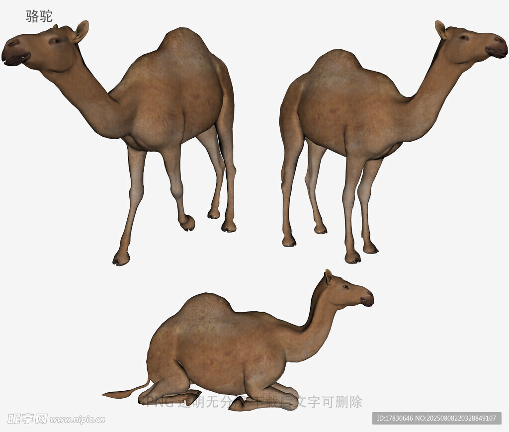 骆驼