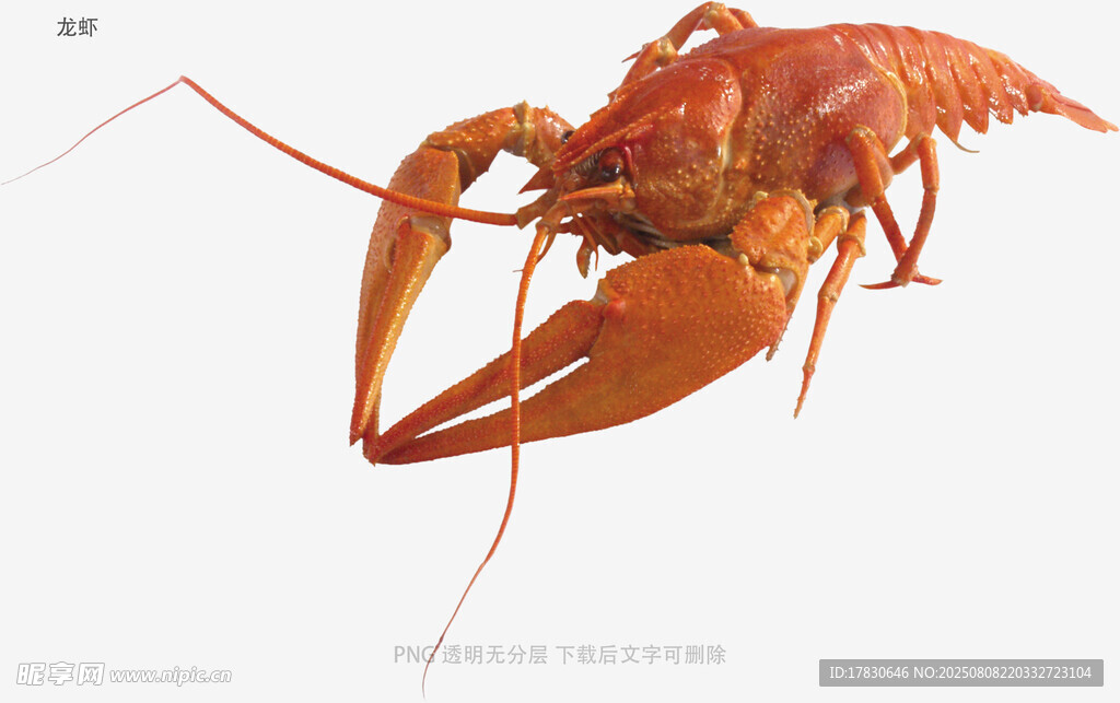 龙虾