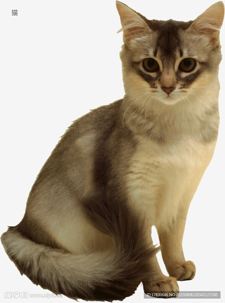 猫