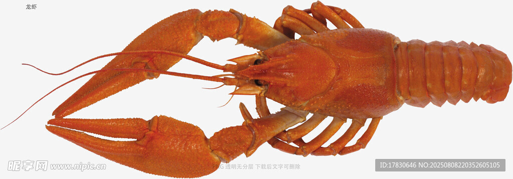 龙虾
