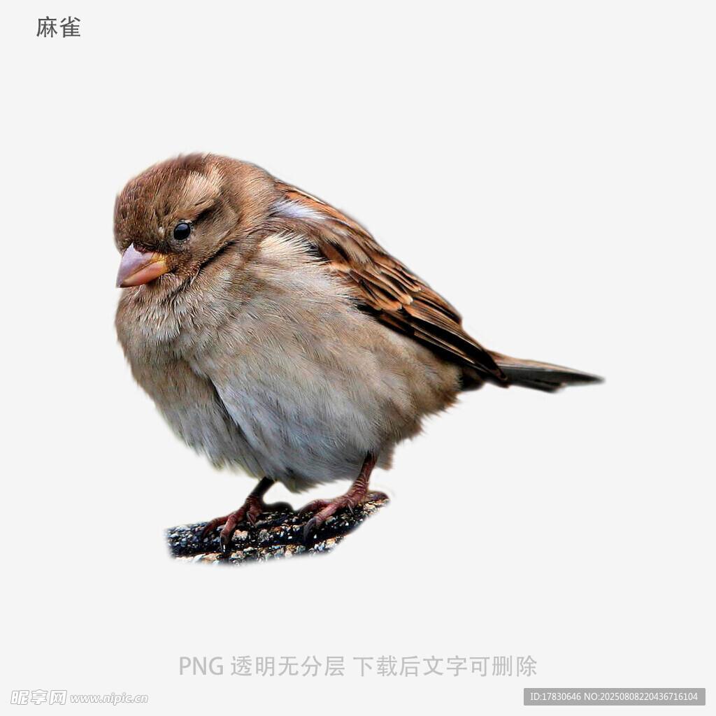 麻雀