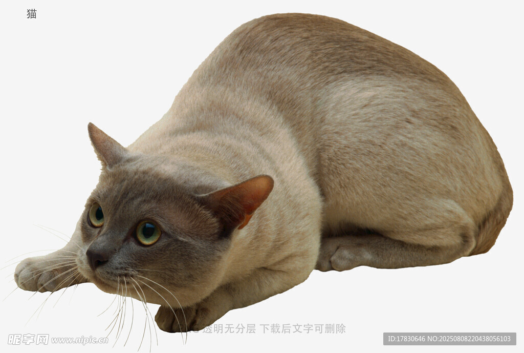 猫