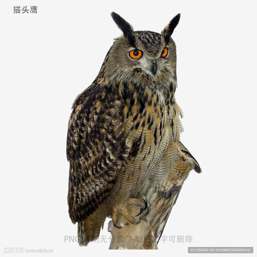猫头鹰