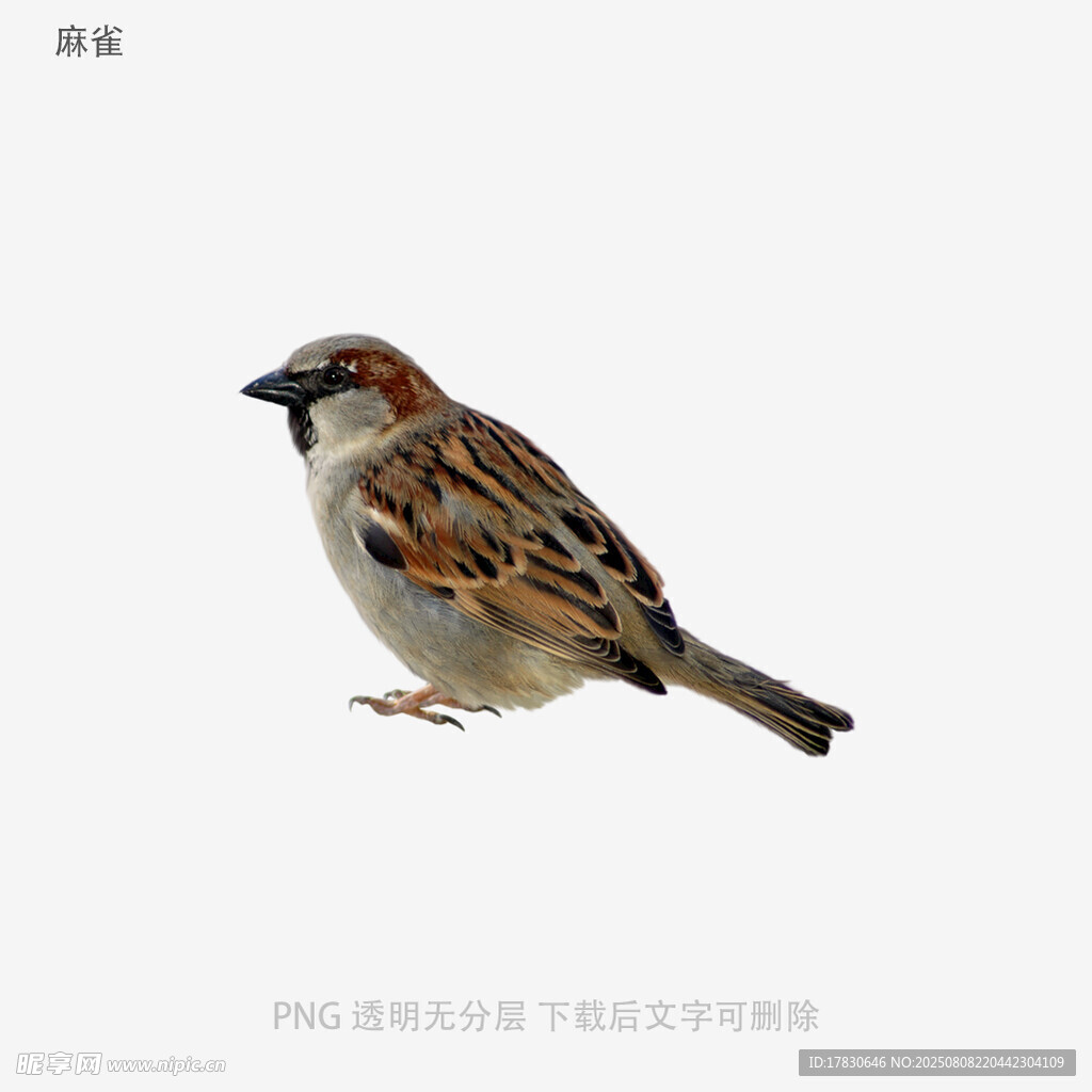 麻雀