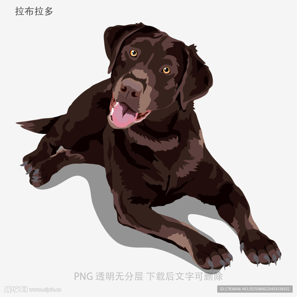 拉布拉多