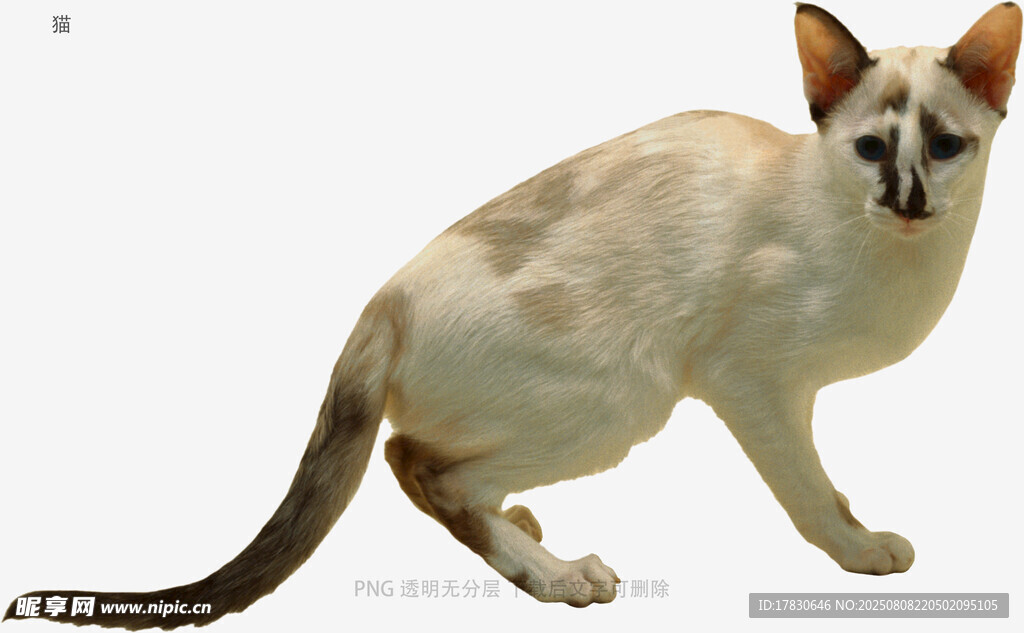 猫