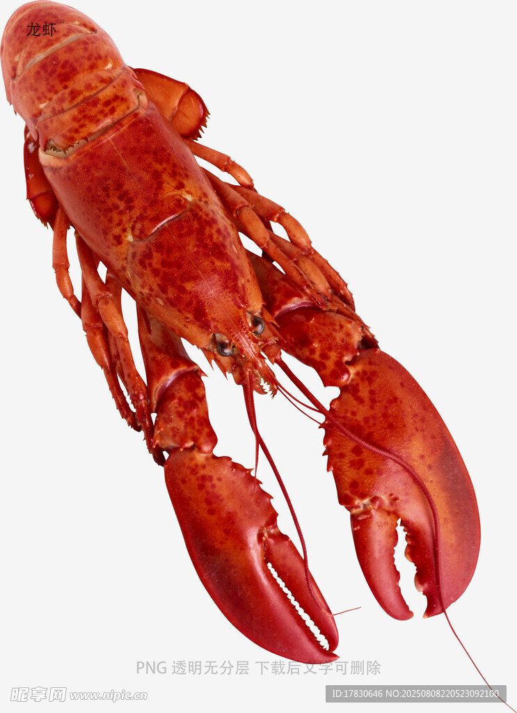 龙虾