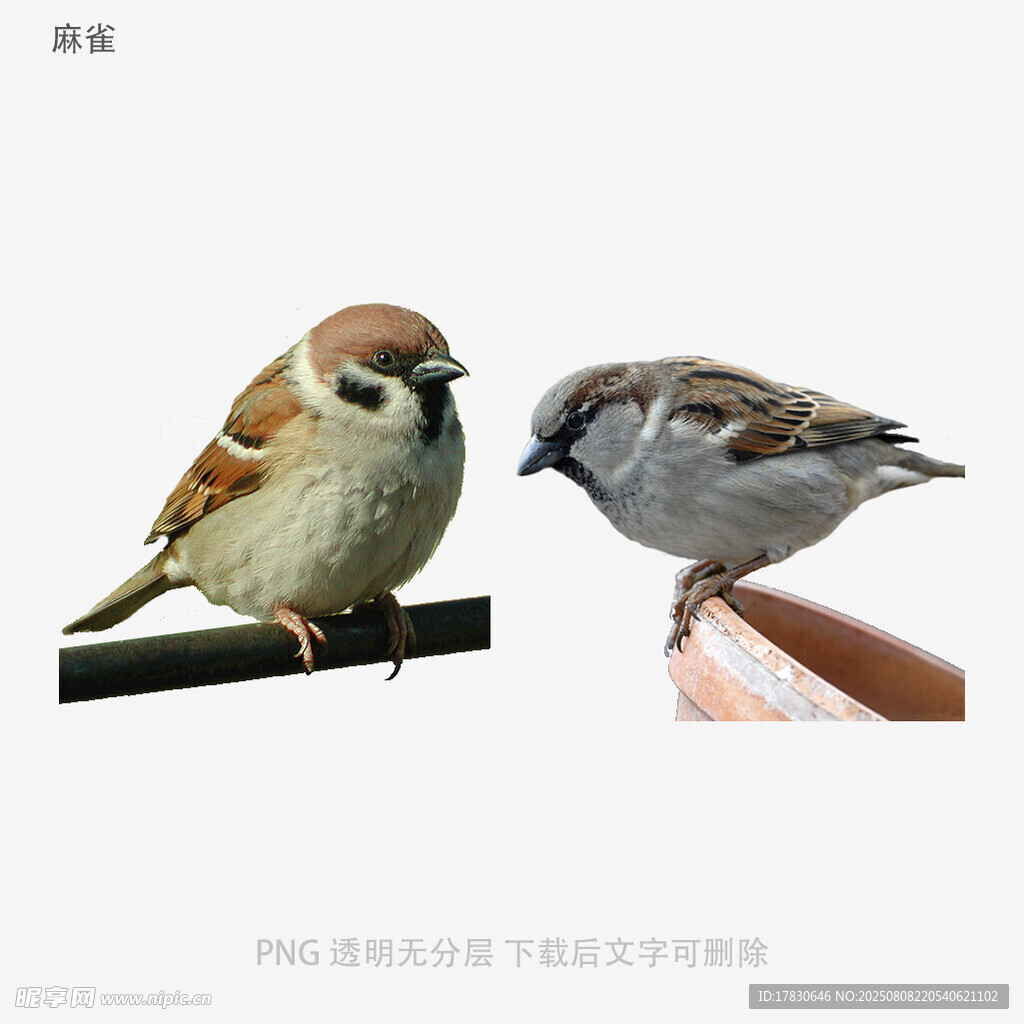 麻雀