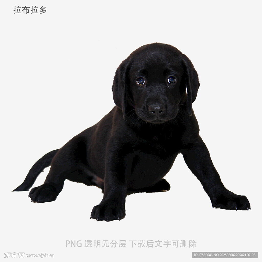 拉布拉多