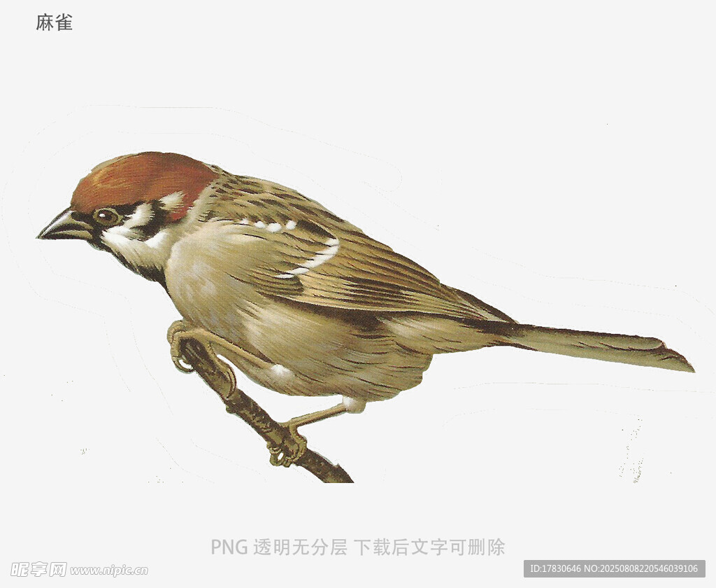 麻雀