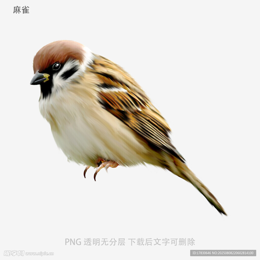 麻雀