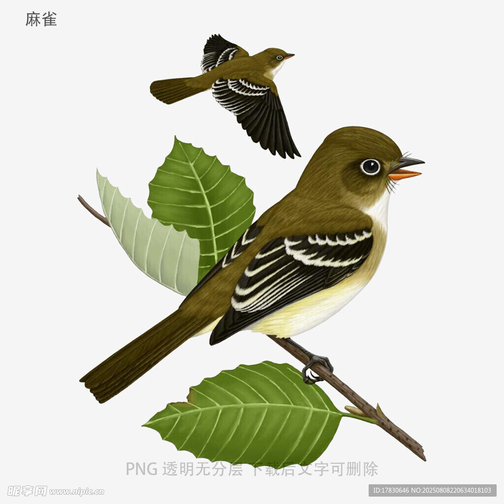 麻雀