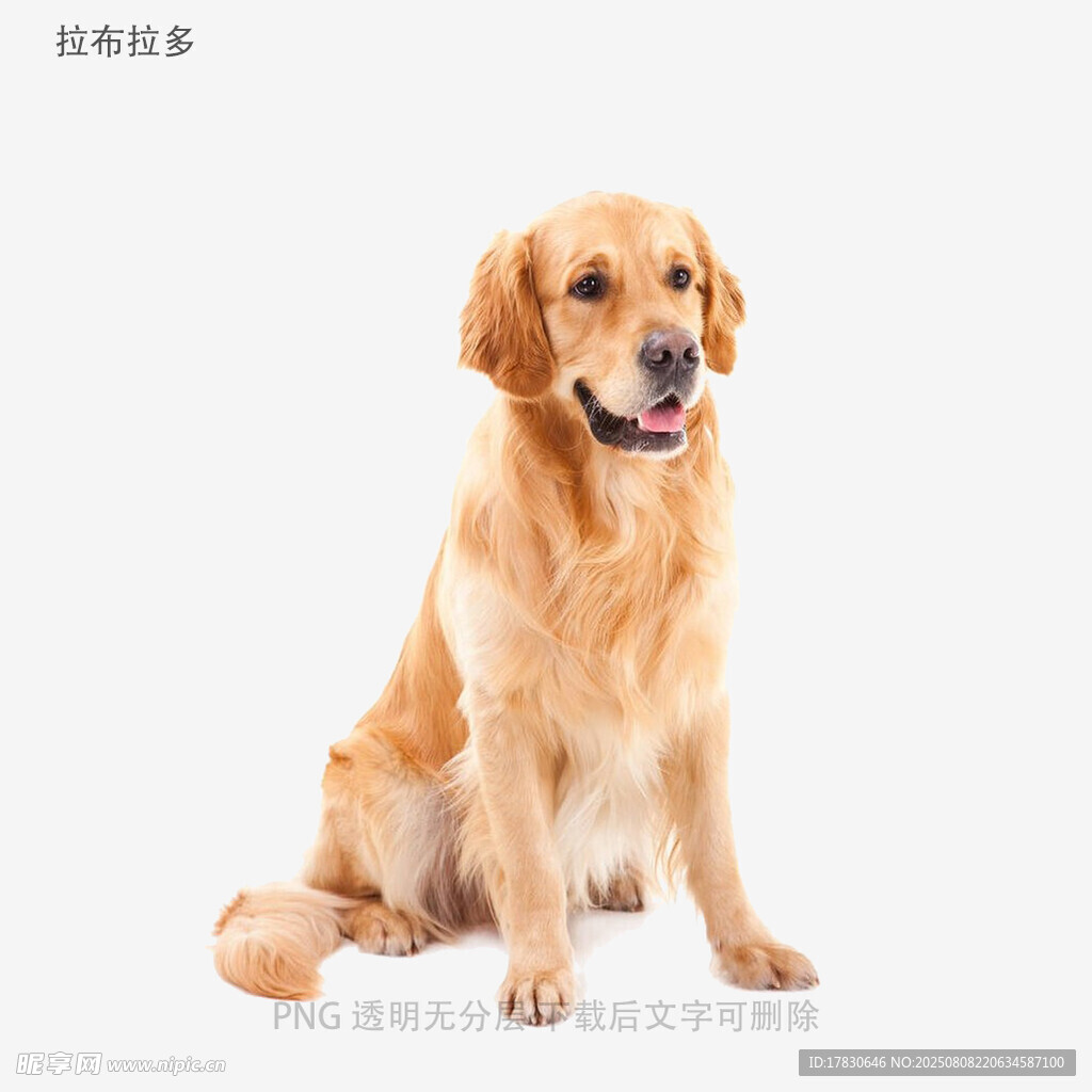拉布拉多