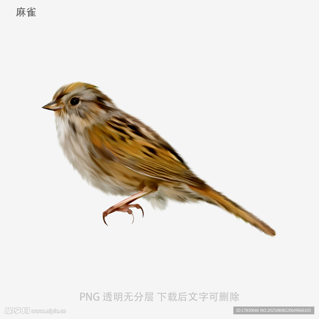 麻雀