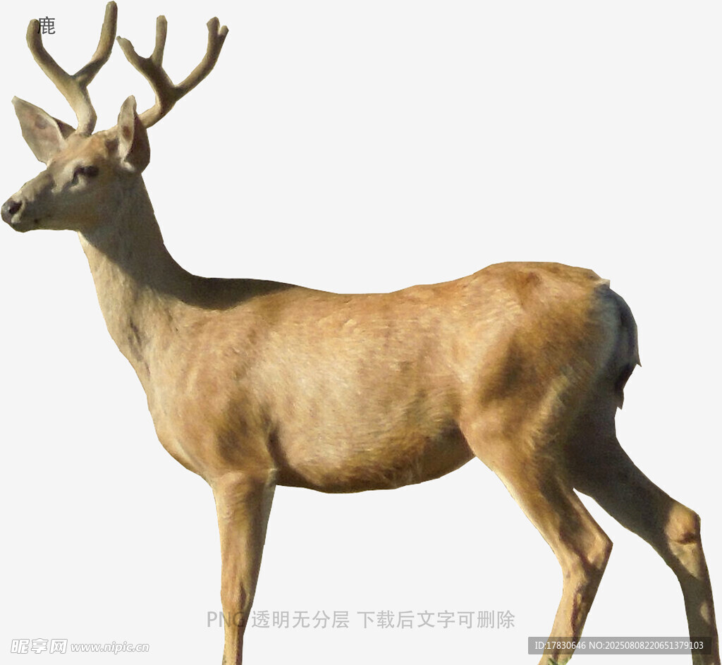 鹿