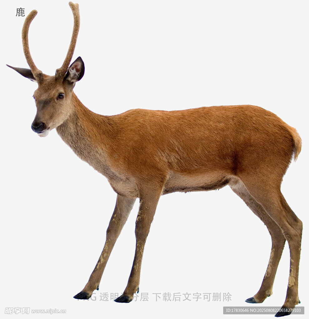 鹿