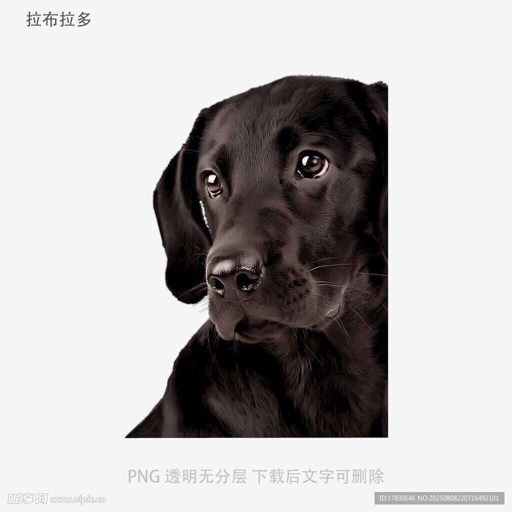 拉布拉多
