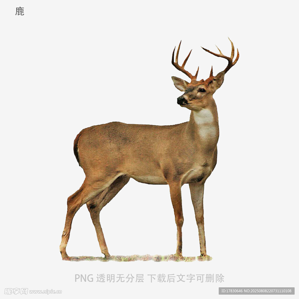 鹿