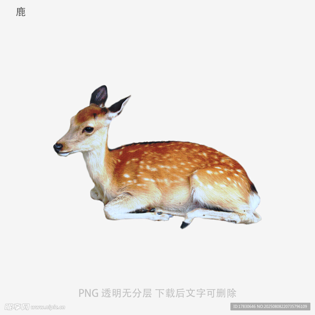 鹿