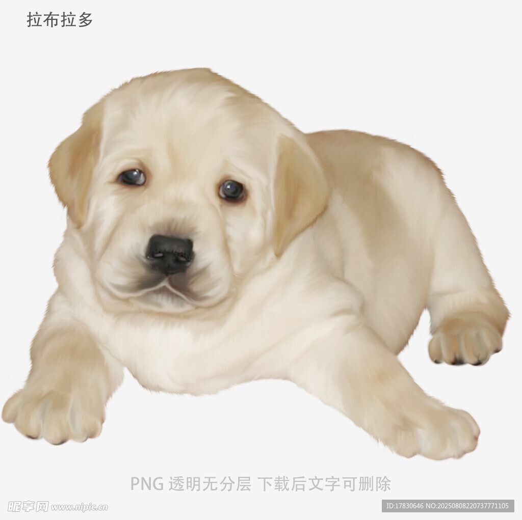 拉布拉多