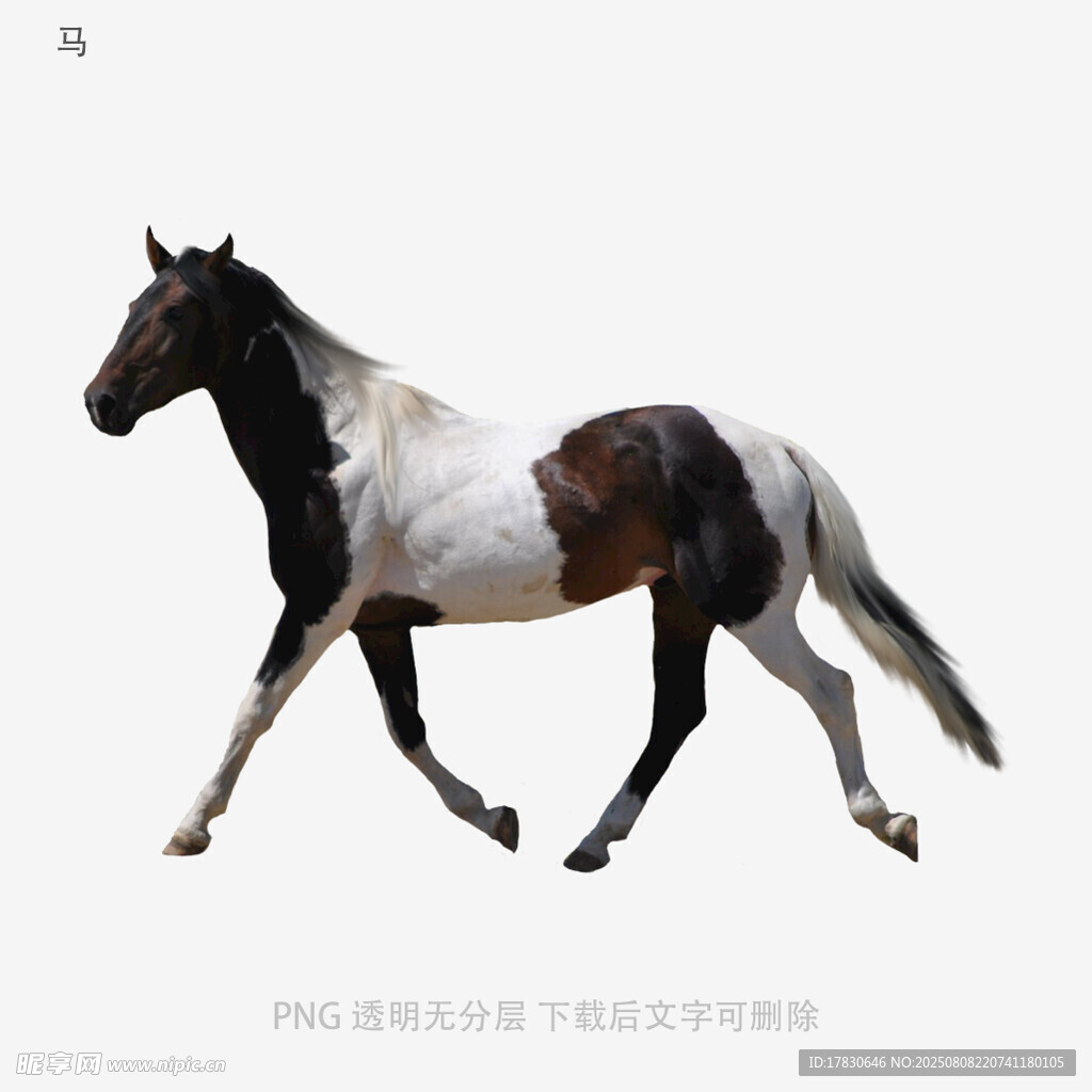 马