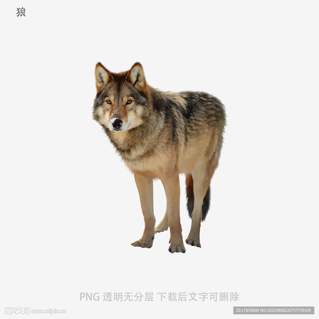 狼