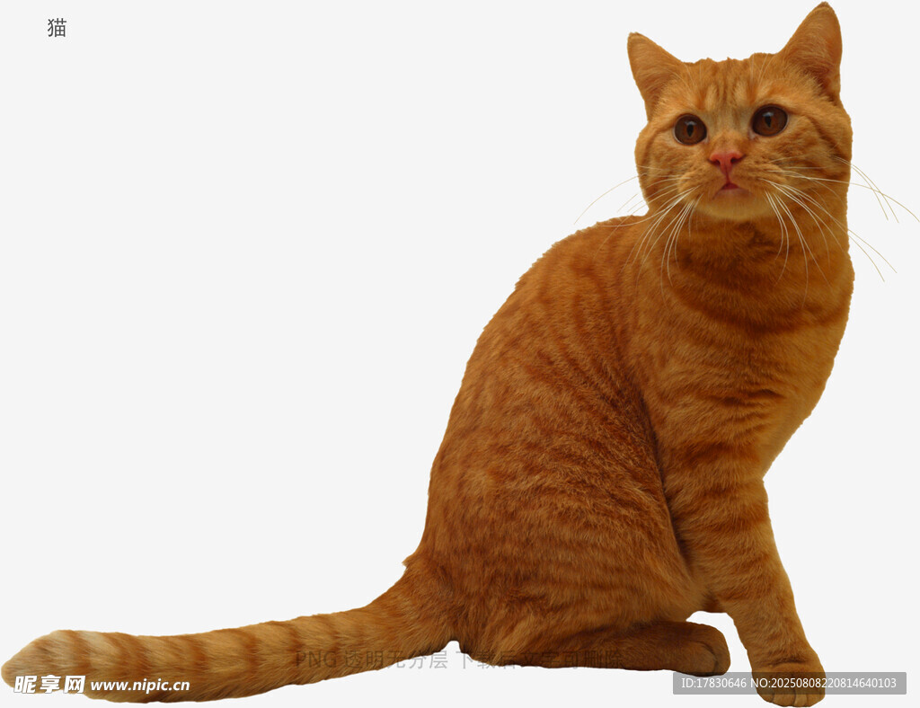 猫
