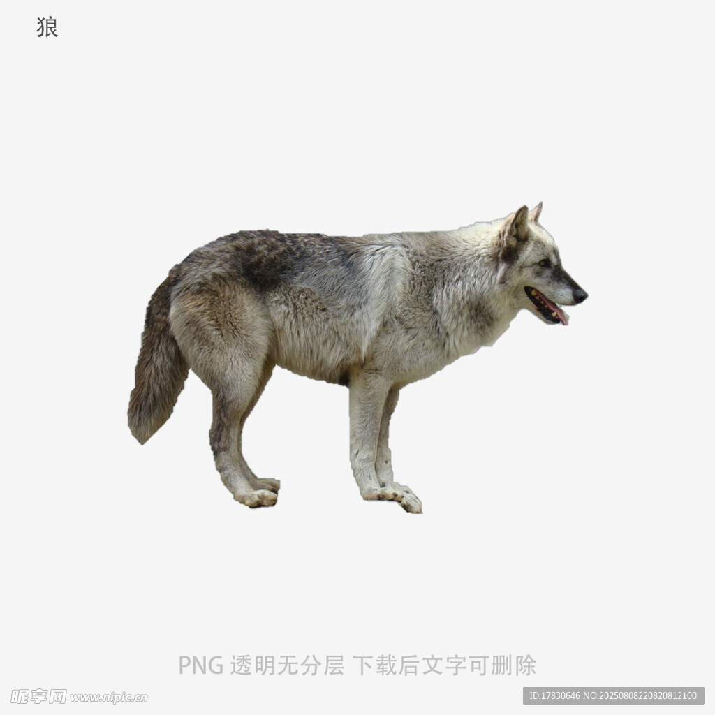 狼