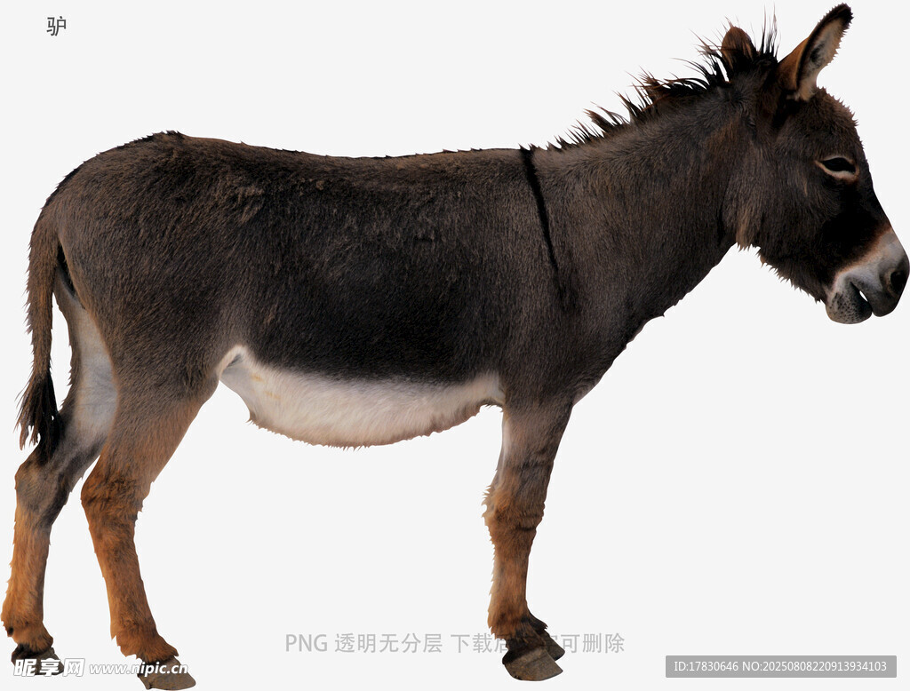 驴