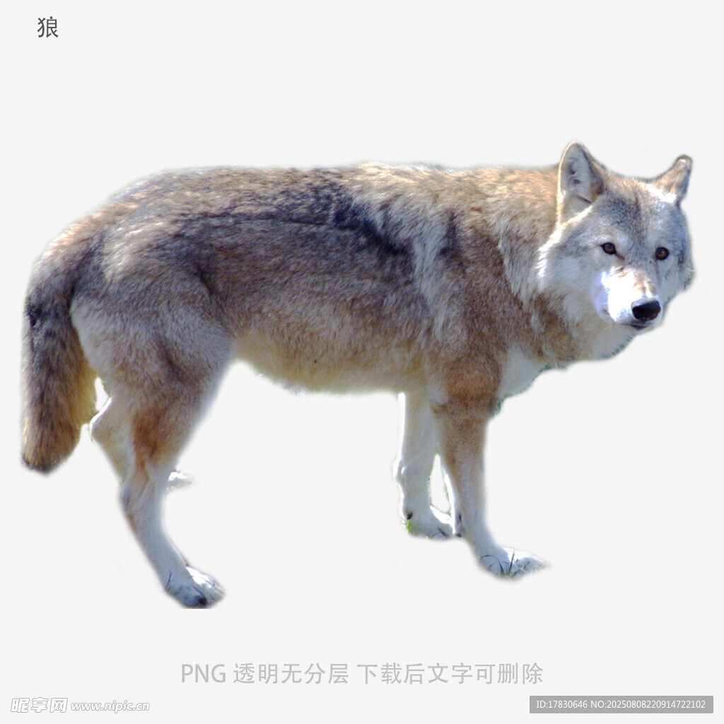 狼