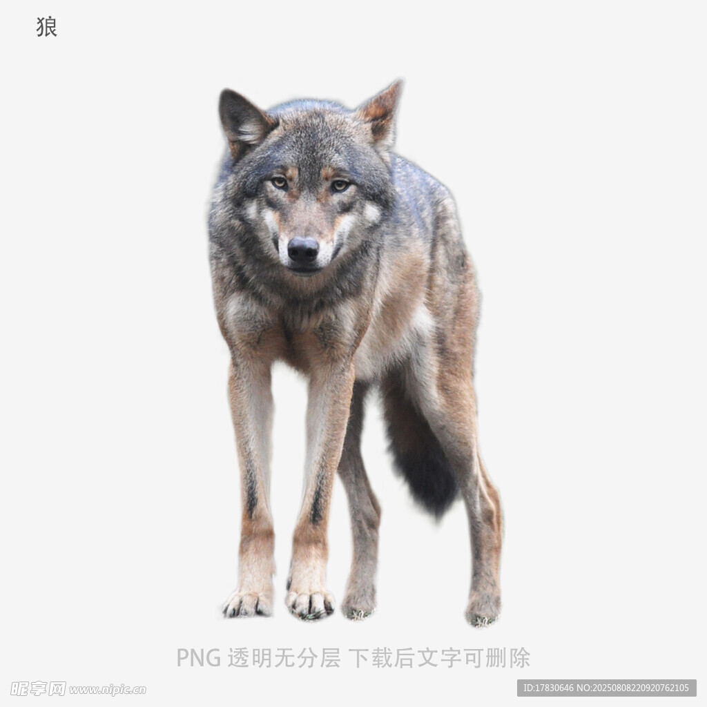 狼