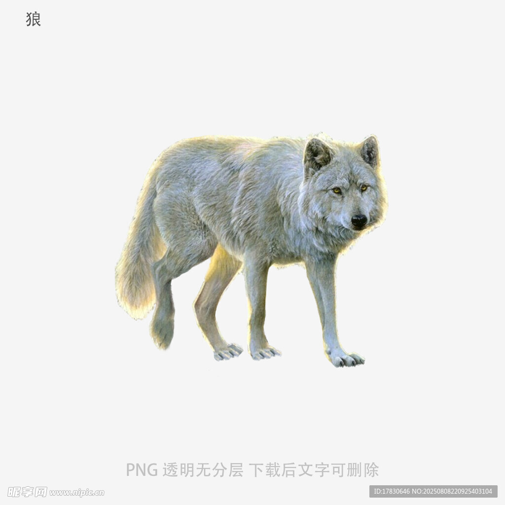 狼