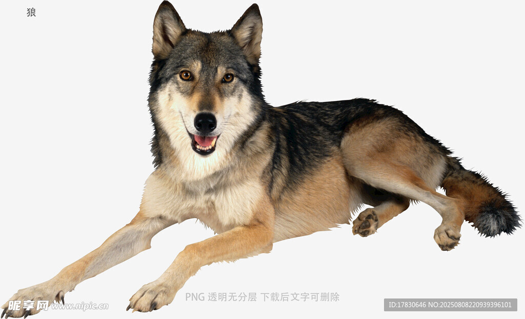 狼